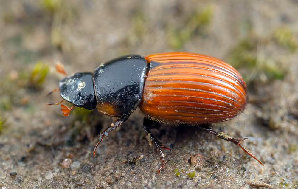 Aphodius du fumier, photo 1 sur 5