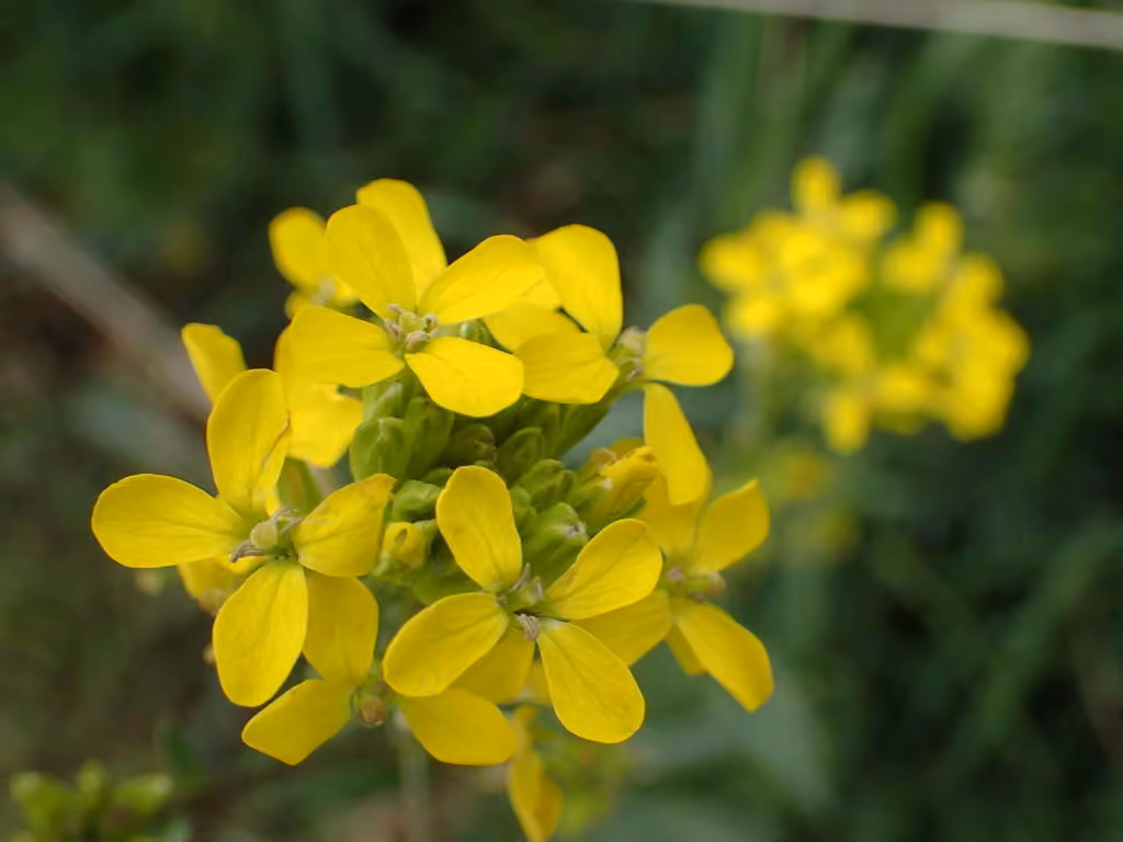 European wallflower, photo 3 of 5