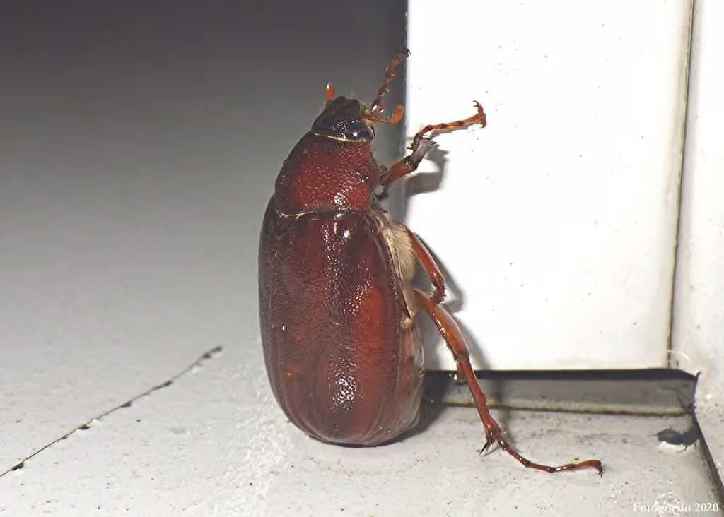 Rough chafer, photo 3 of 5
