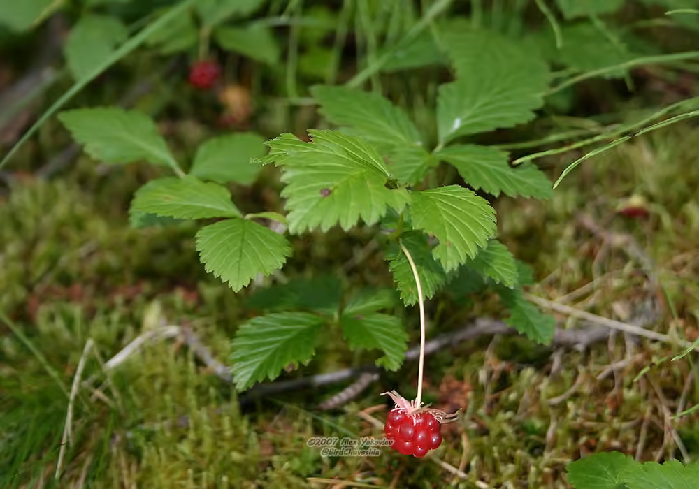 Ronce arctique, En fruits