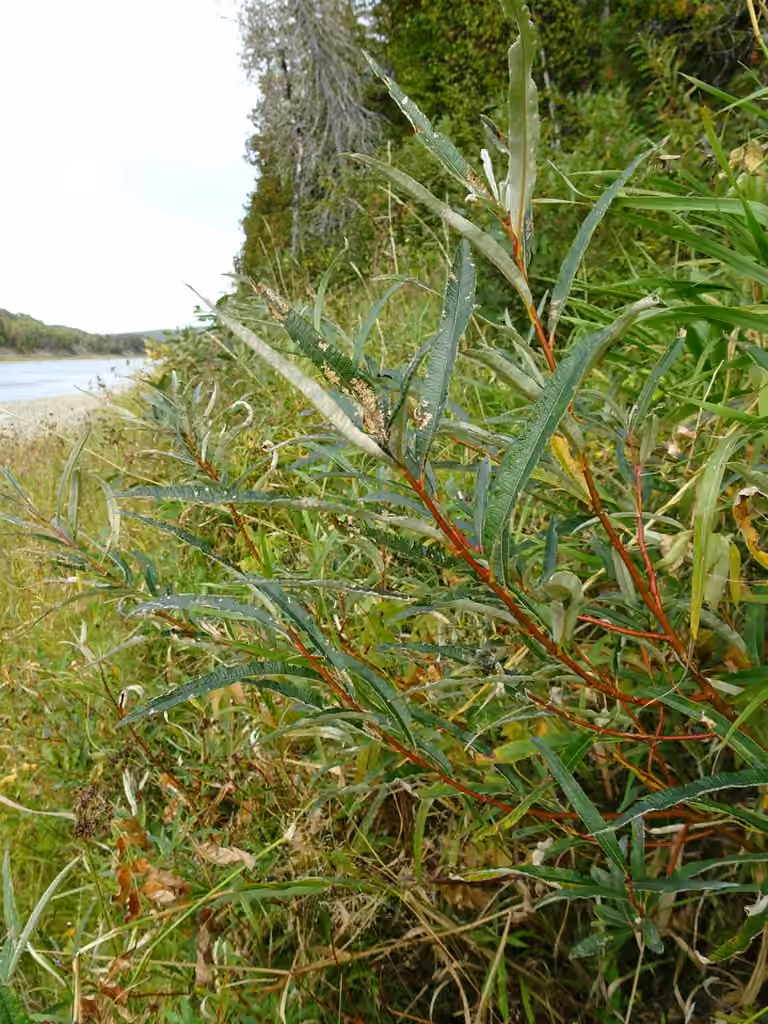 Saule satiné, photo 1 sur 5