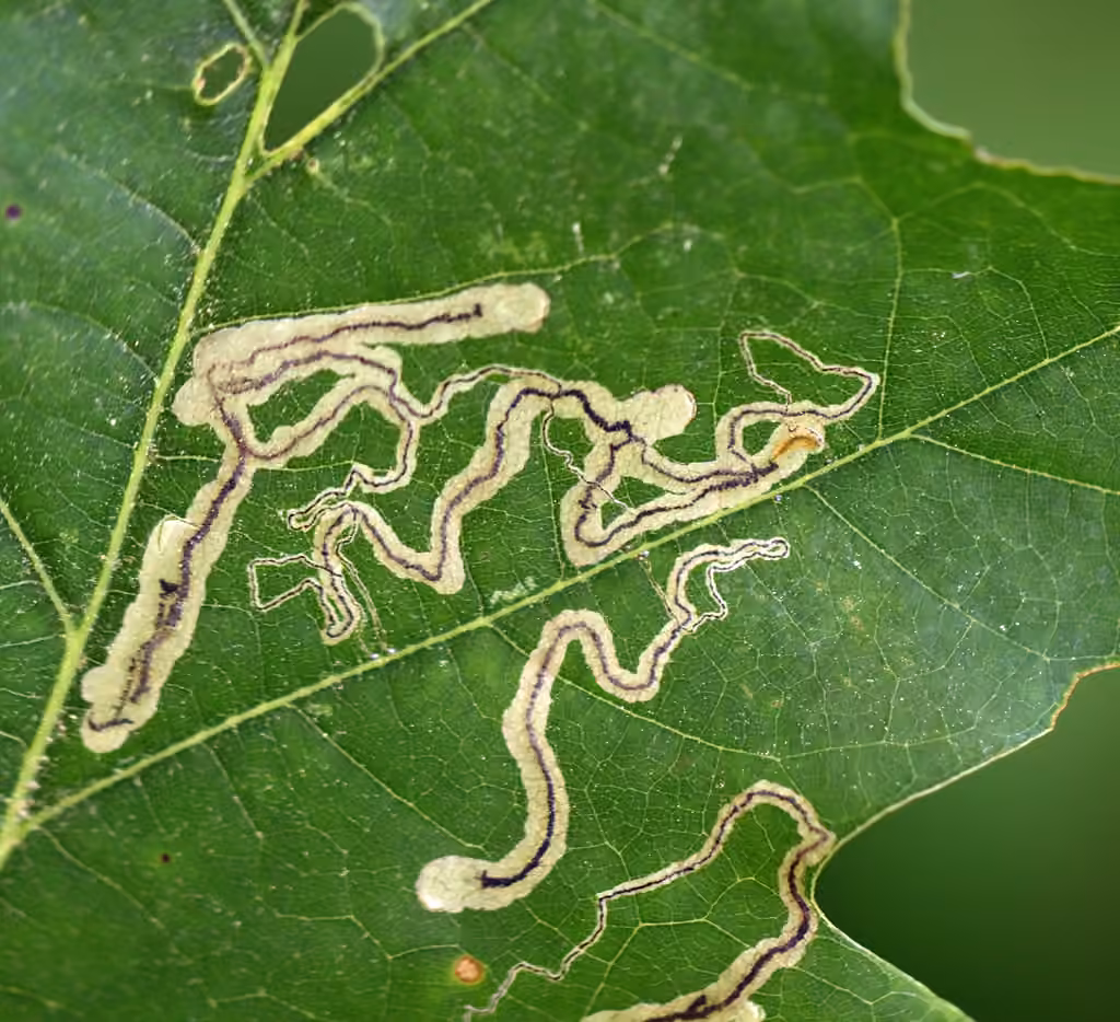 Stigmella quercipulchella