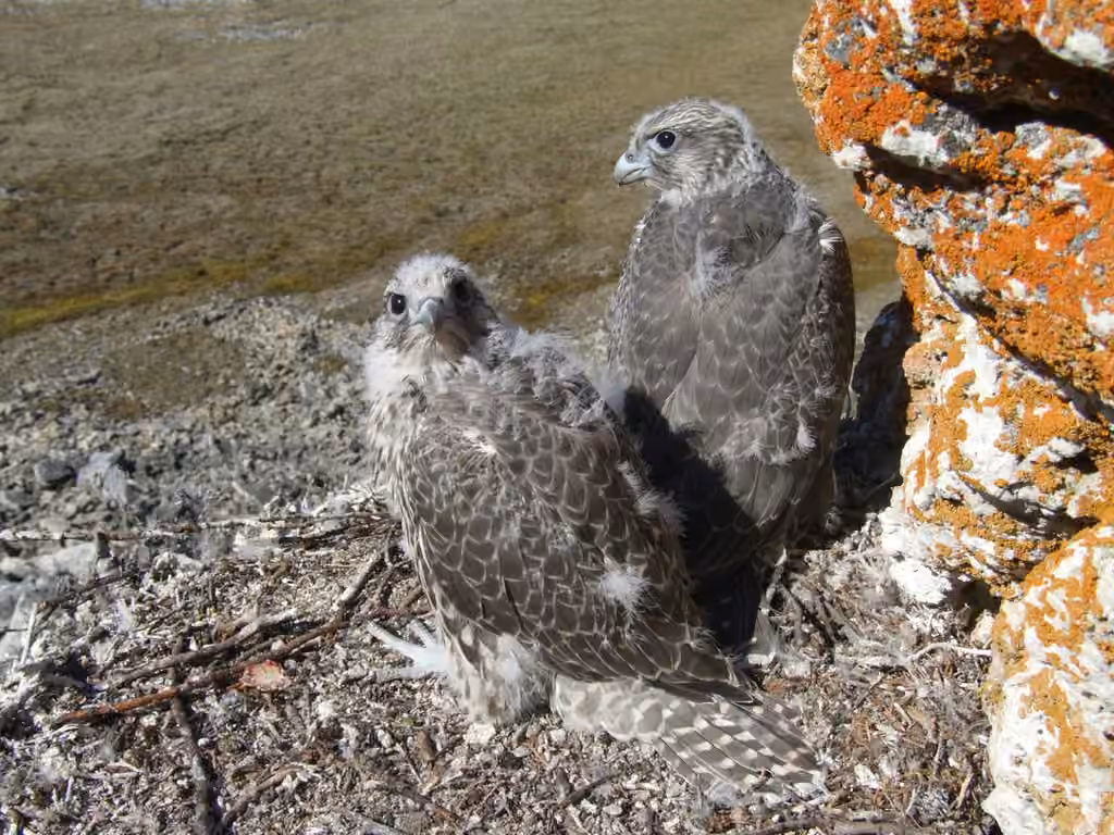 Gyrfalcon, photo 2 of 5
