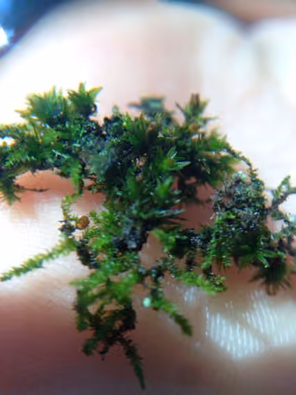 Stellate orthotrichum moss, photo 2 of 5