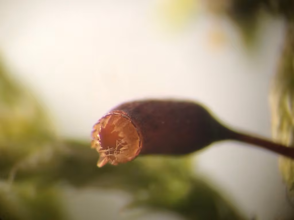 Redfoot Feather-moss, photo 2 of 5