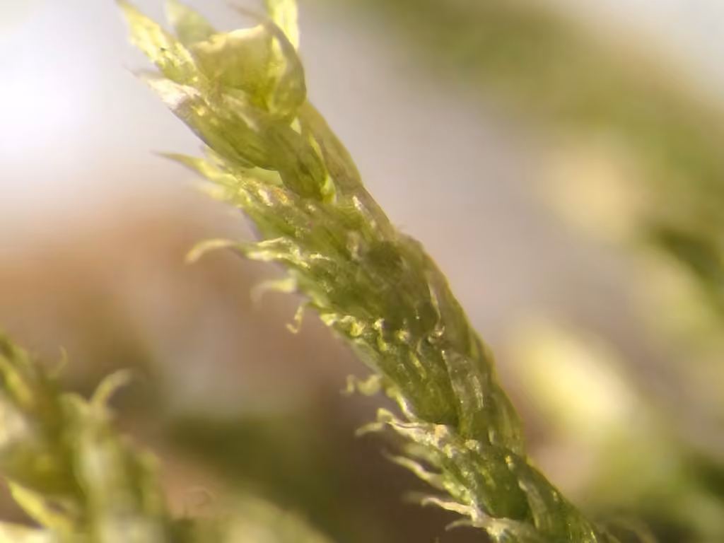 Redfoot Feather-moss, photo 3 of 5