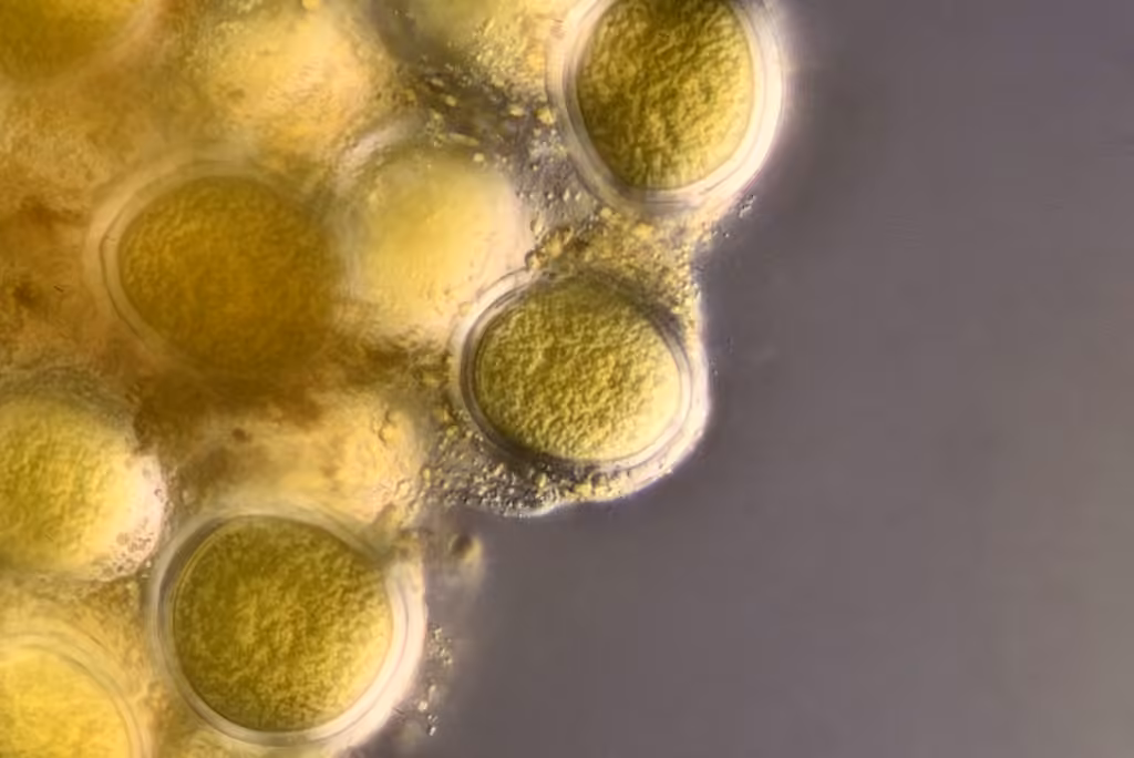 Hairy Pea Truffle, photo 3 sur 5