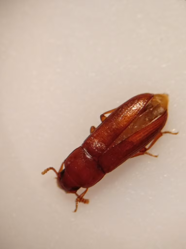 Red flour beetle, photo 2 of 5