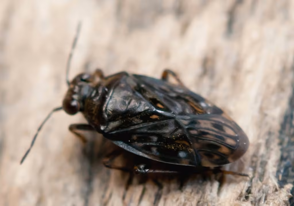 Common shorebug, photo 3 of 5