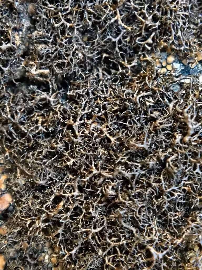 Pseudéphèbe très petit, photo 3 sur 5
