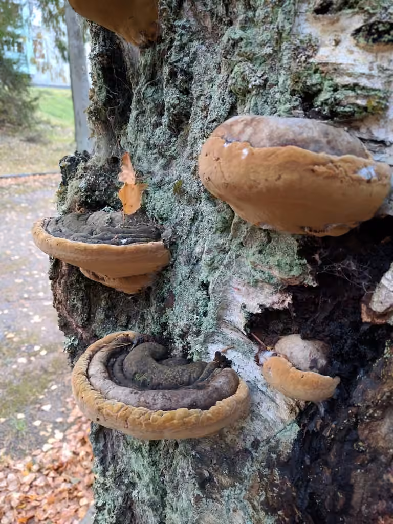 Polypore noircissant, photo 3 sur 5