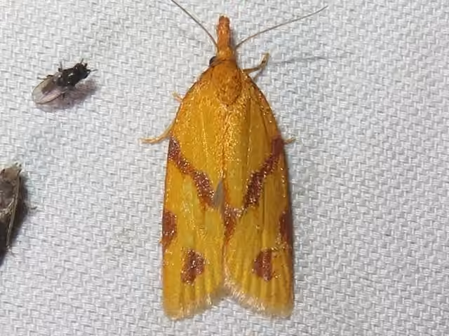 One-lined Sparganothis Moth, Adulte