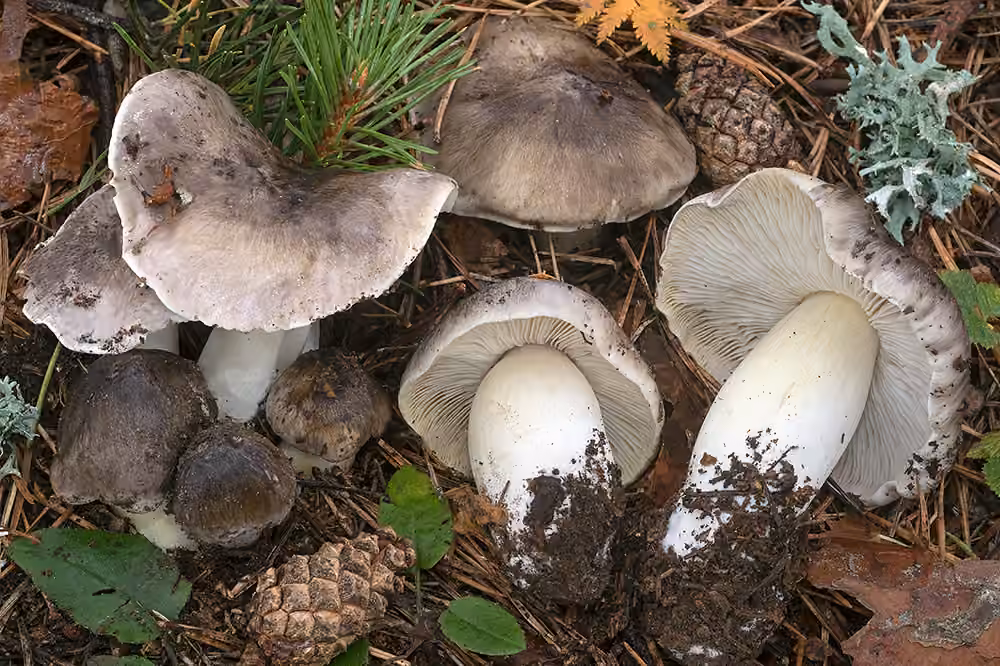 Tricholome prétentieux, photo 1 sur 5