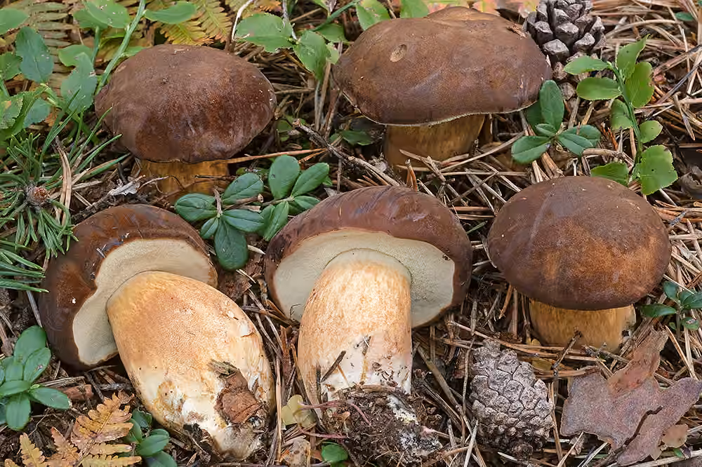 Bay Bolete