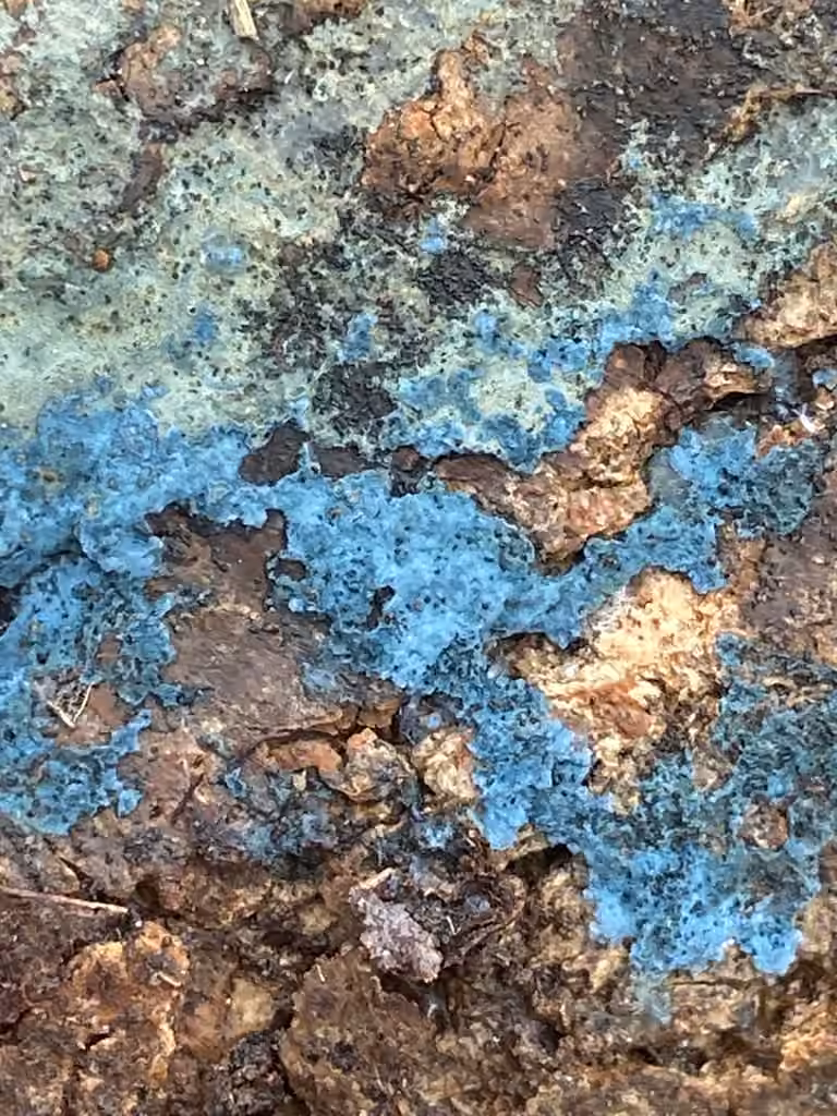 Byssocorticium atrovirens, photo 3 of 5