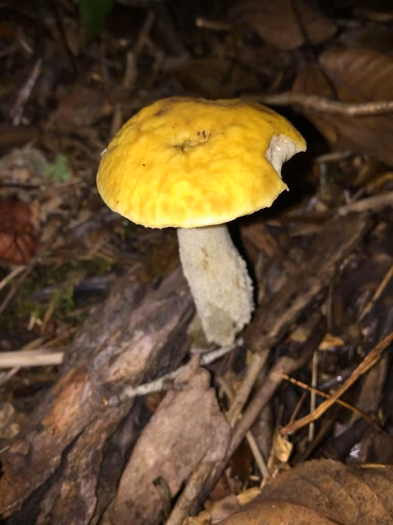 Bolet jaune, photo 1 sur 5