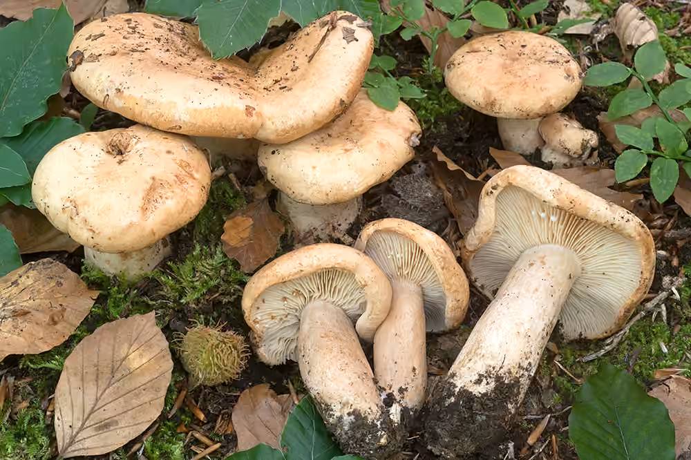Pale Milkcap, photo 1 of 2