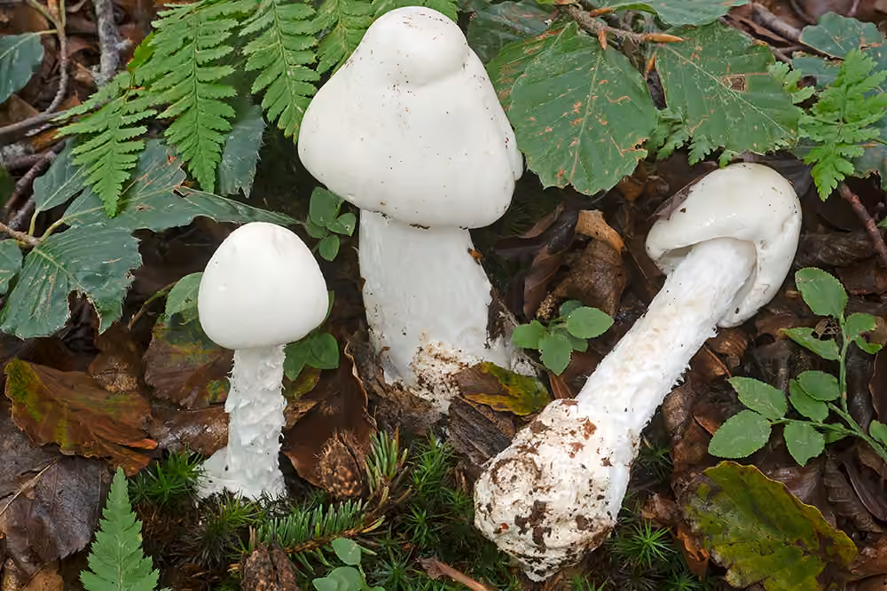 Amanite vireuse, photo 1 sur 5