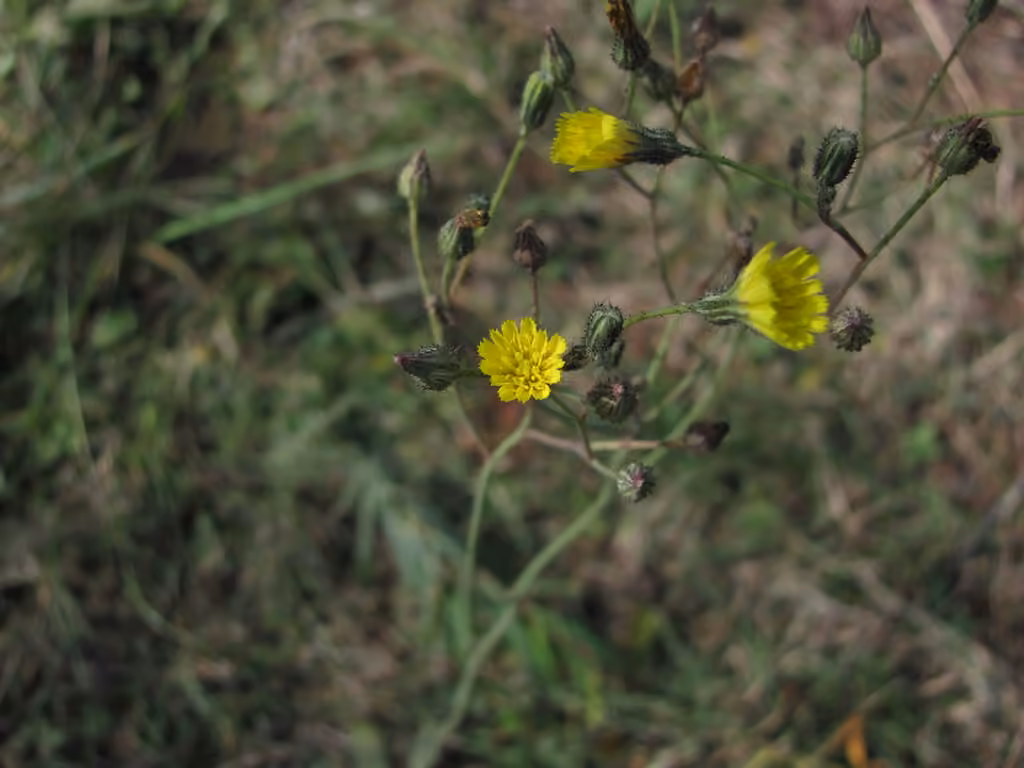 Épervière à flagelles, photo 2 sur 5