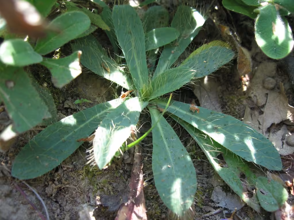 Épervière à flagelles, photo 3 sur 5