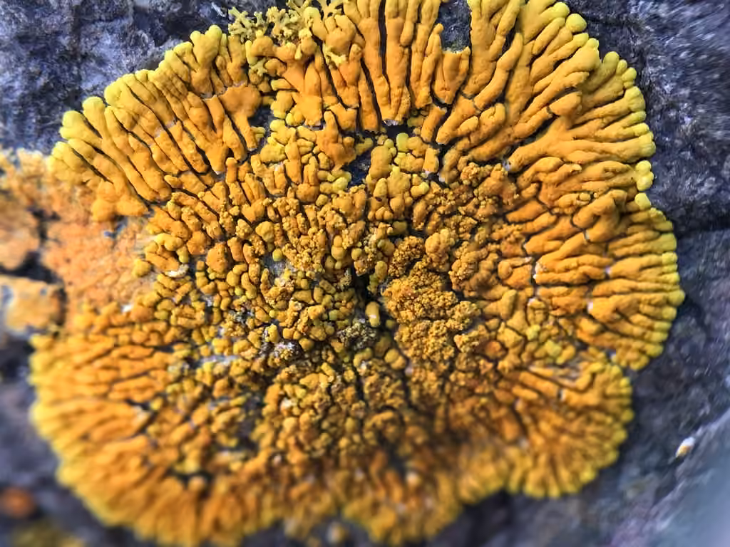 Téloschiste verruqueux, photo 2 sur 5