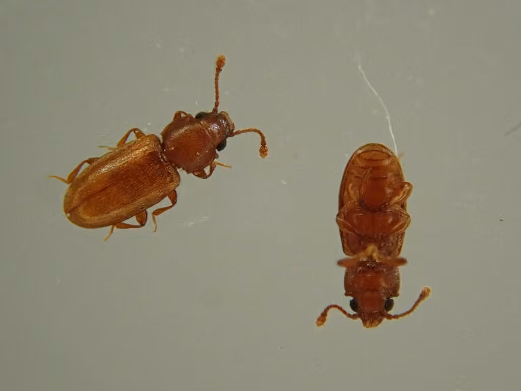 Cucujide des grains, photo 3 sur 5