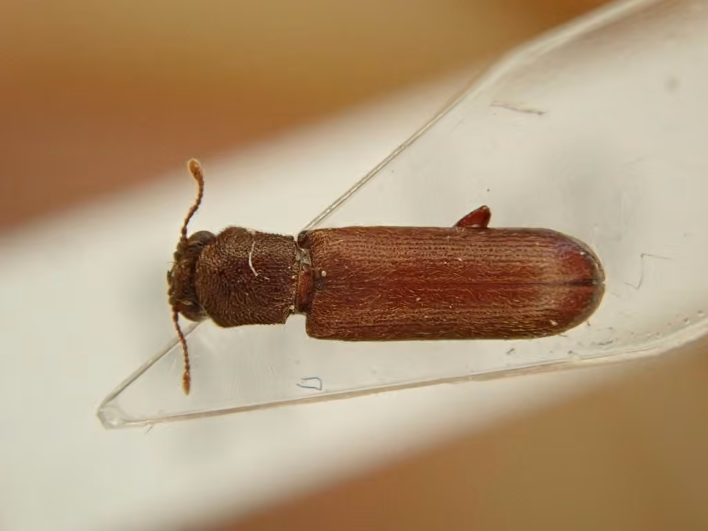 Bostryche brun