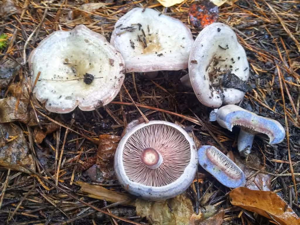 Lactaire paradoxal, photo 1 sur 5