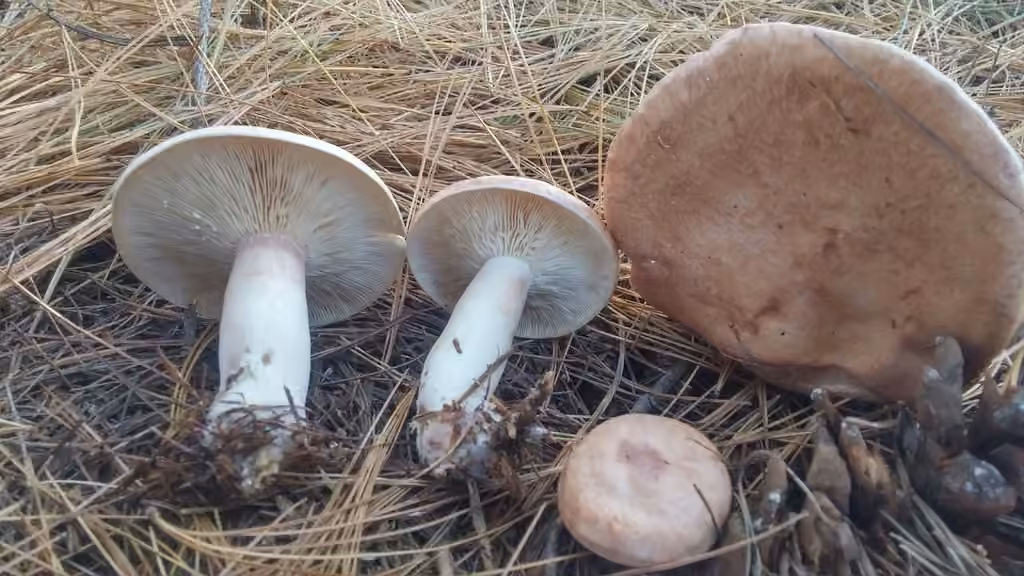 Lactarius imperceptus, photo 1 of 5