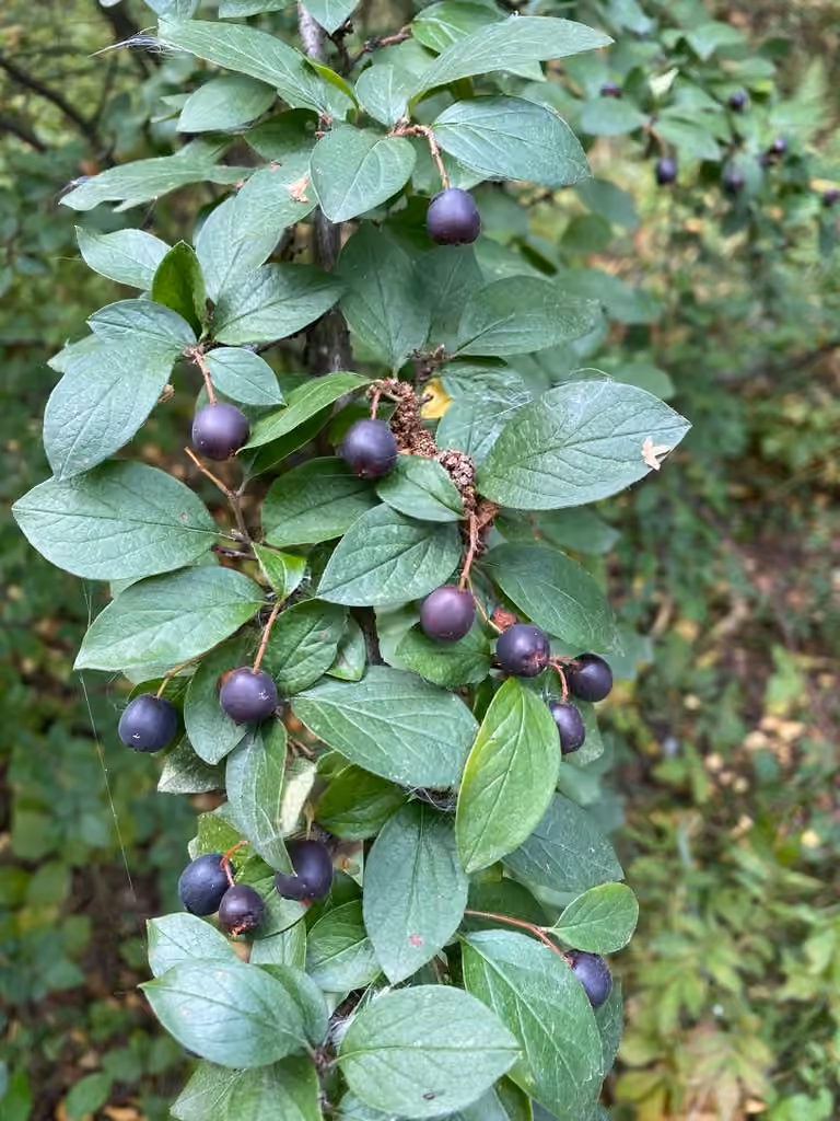 Shiny cotoneaster, photo 1 of 5