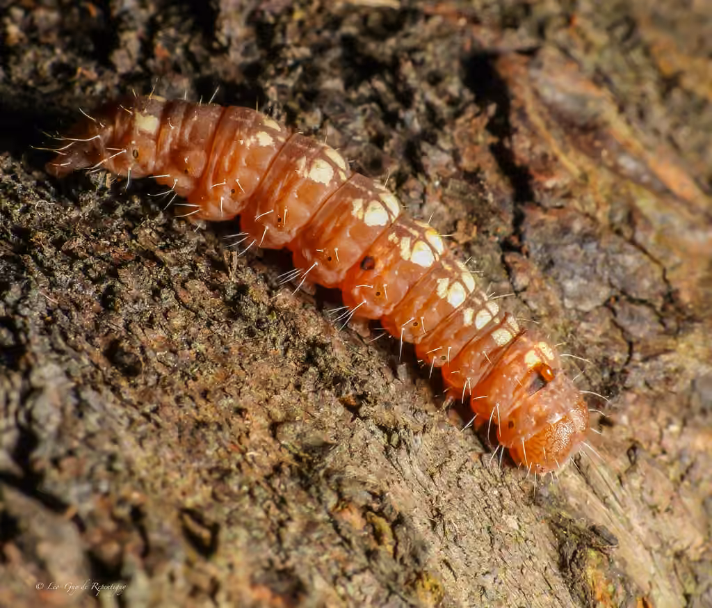 Sad Dagger, Caterpillar