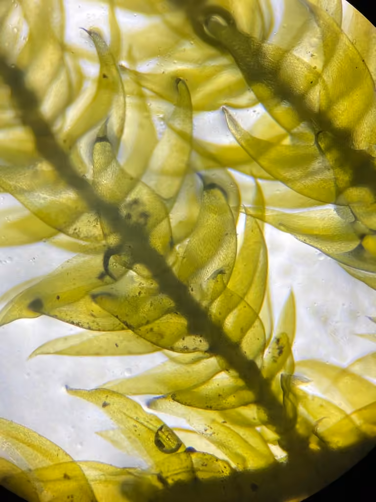 Lindberg's Plait-moss, photo 2 of 5