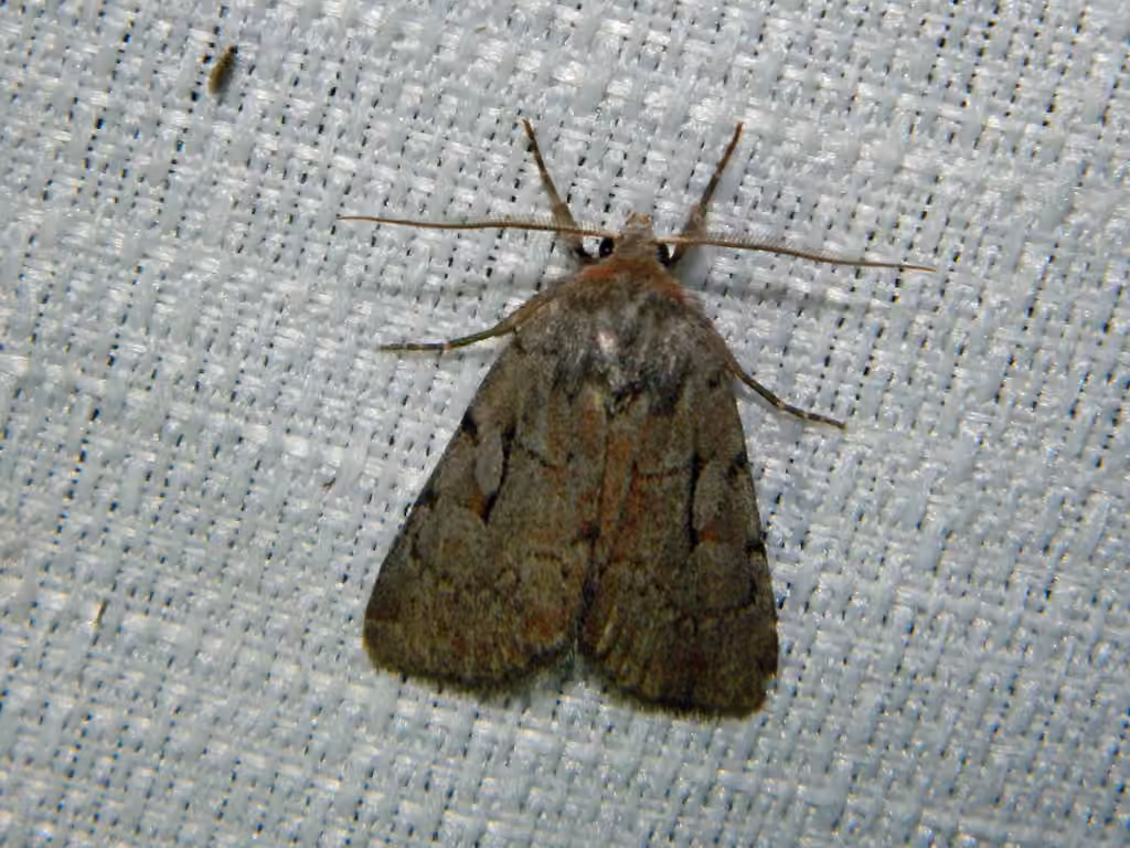 Praevia Dart, Mâle adulte