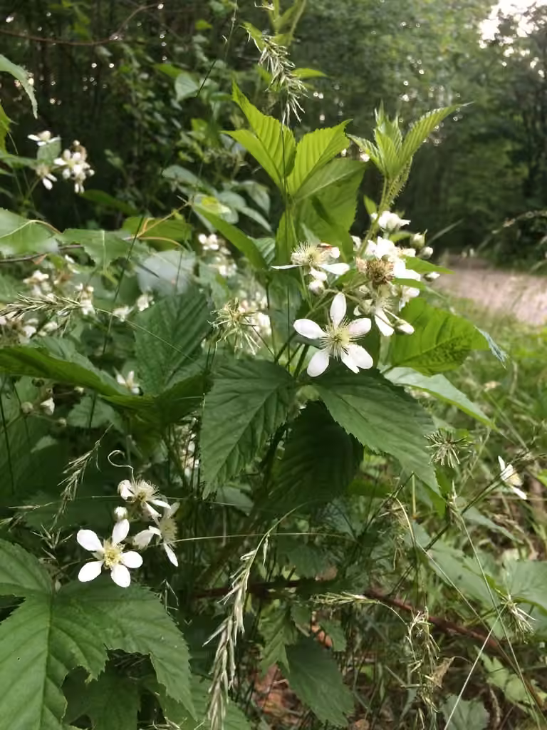 Setose blackberry, In flower