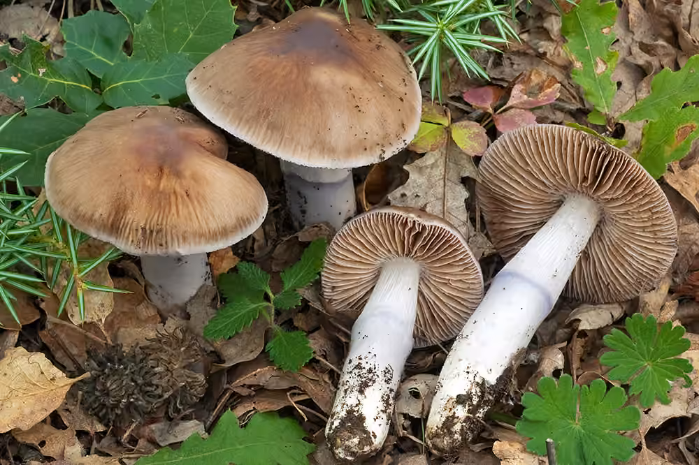 wrinkled webcap, photo 1 sur 5