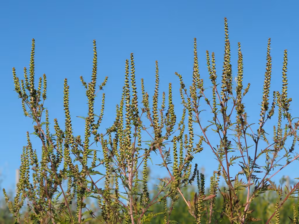 Ragweed, In flower