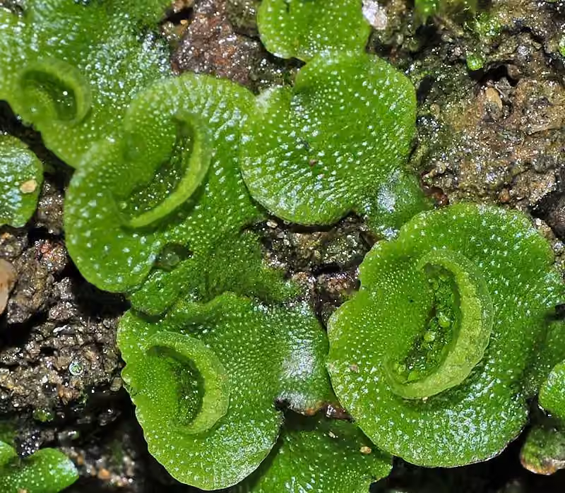 Lunulaire à gemmules