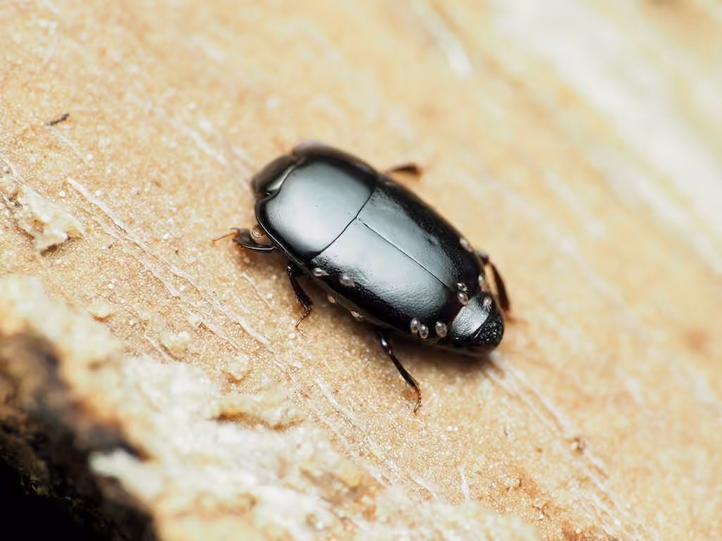 Flat clown beetle, photo 3 of 5