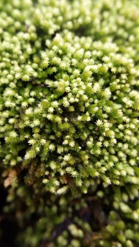 Yellow Yarn Moss, photo 1 of 5