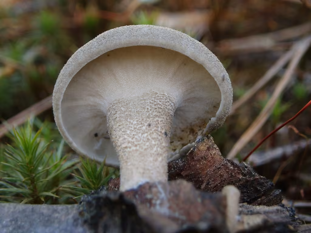 Polypore cilié, photo 1 sur 5