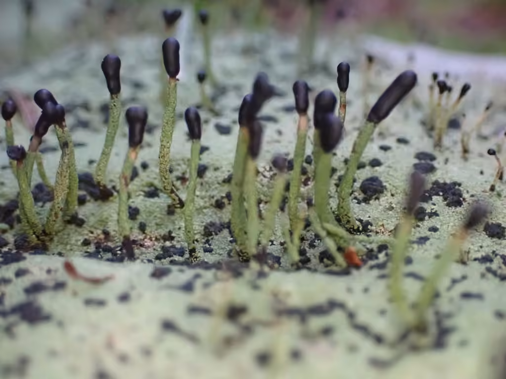 tapered matchstick lichen, photo 3 of 5