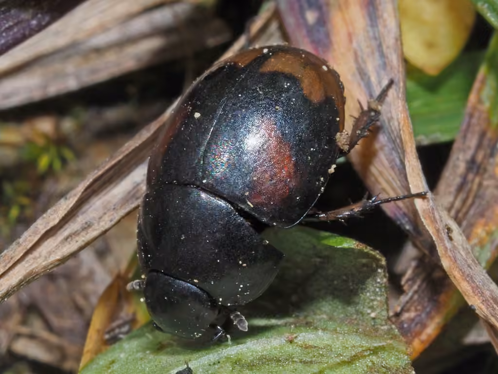 Water scavenger beetle, photo 3 of 5