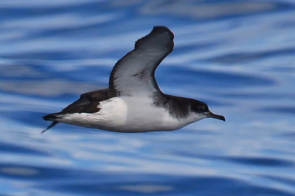 Puffin des Anglais