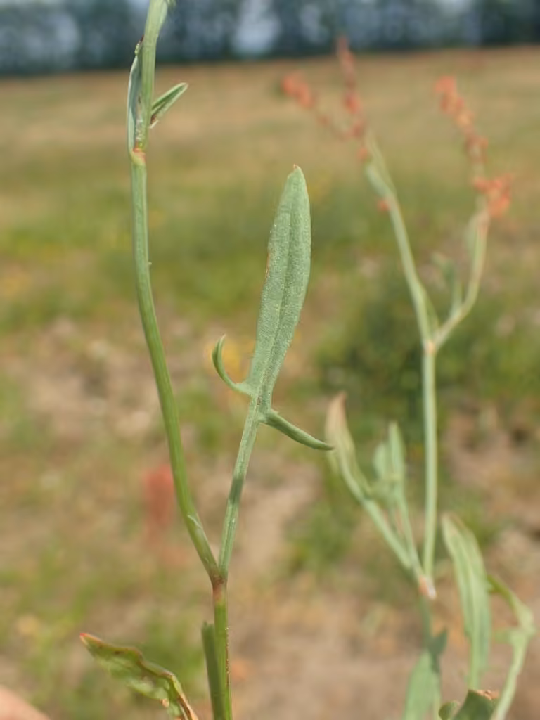 Petite oseille, En fleurs