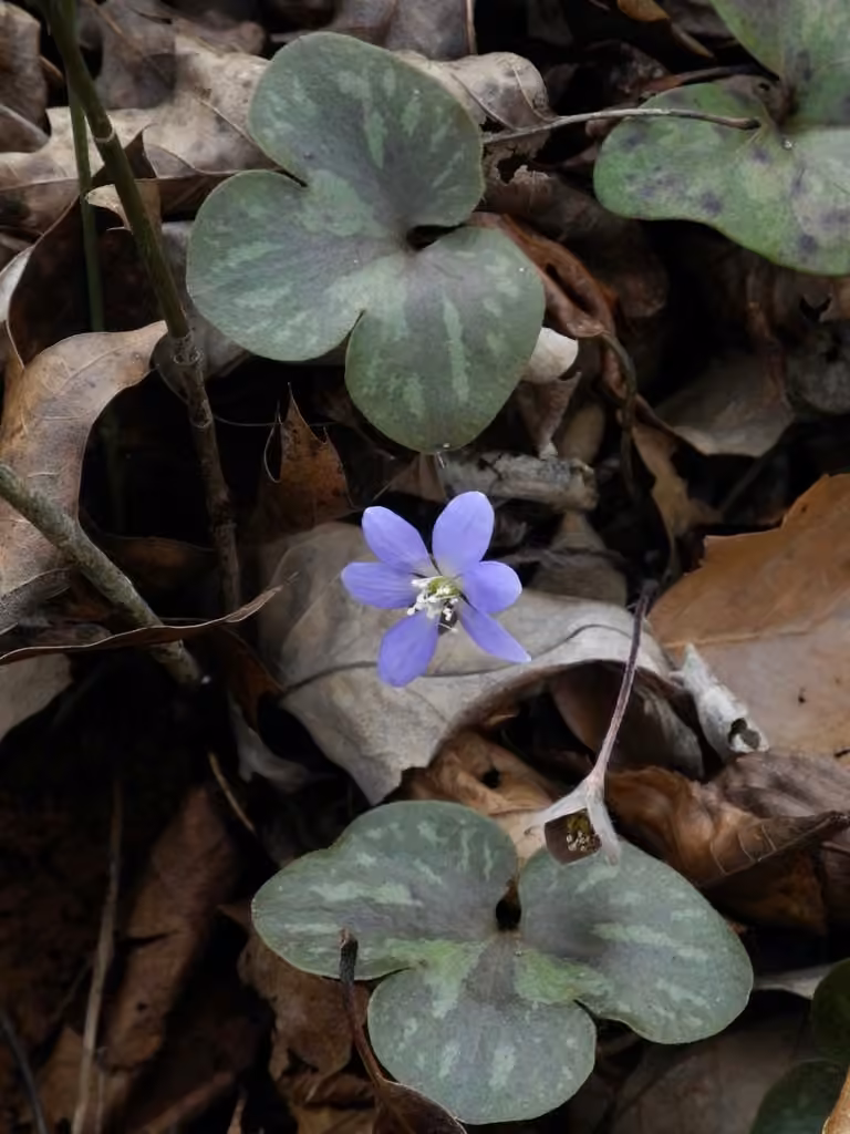 Hépatique d'Amérique, En fleurs