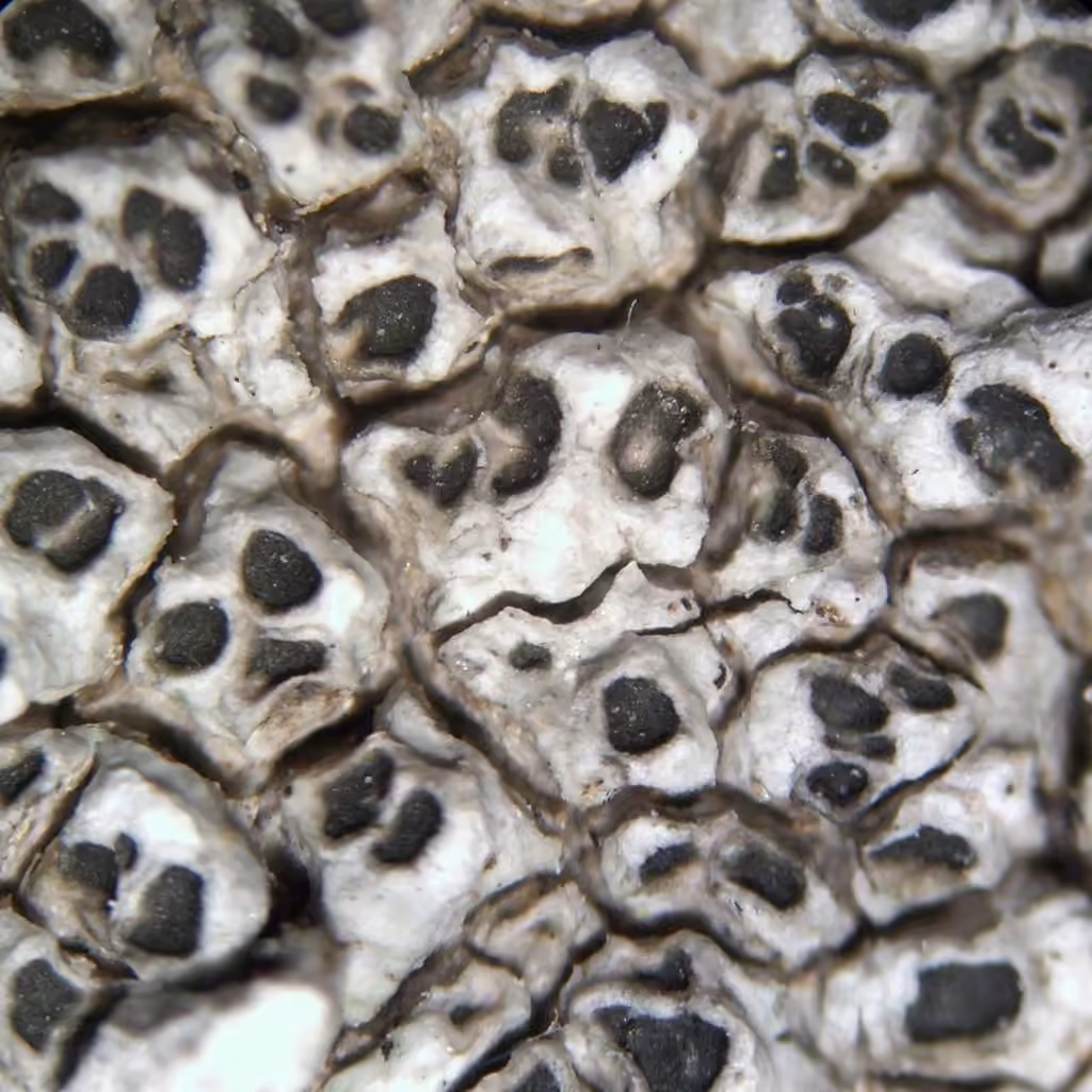 Ashy cinder, photo 2 of 5