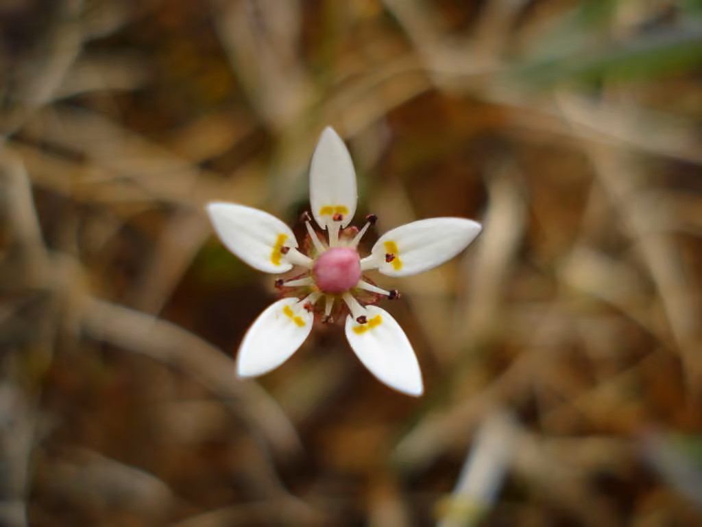 Leafystem saxifrage, In flower