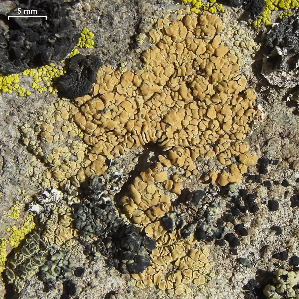 Lécanore polytrope