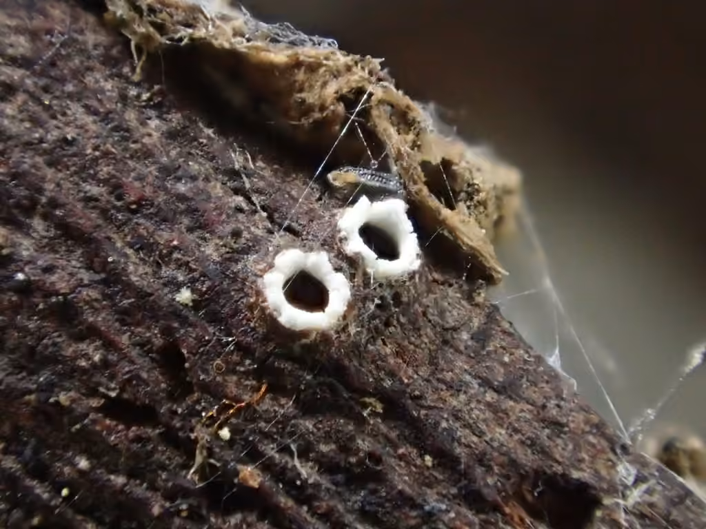 Stictis radiata, photo 1 sur 5