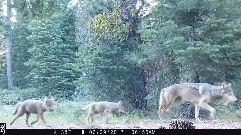 Loup, Juvénile